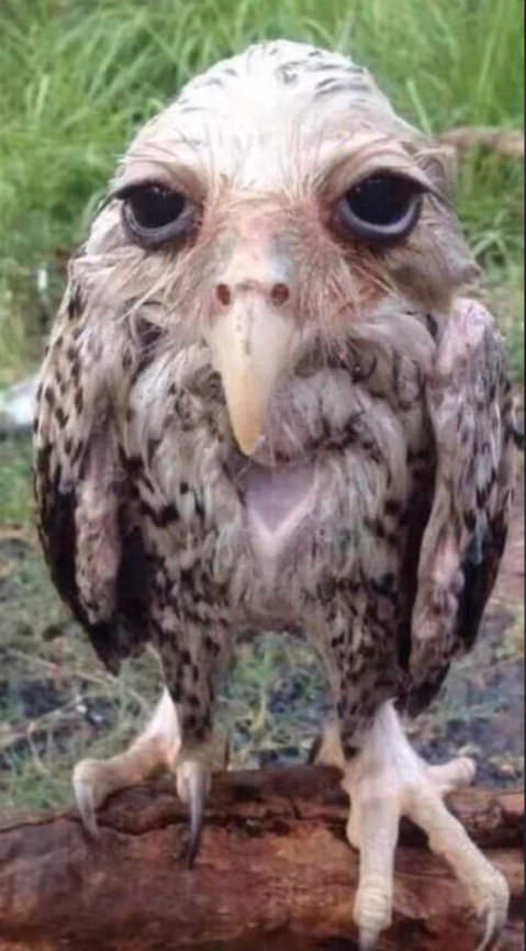 fuckthatbird
